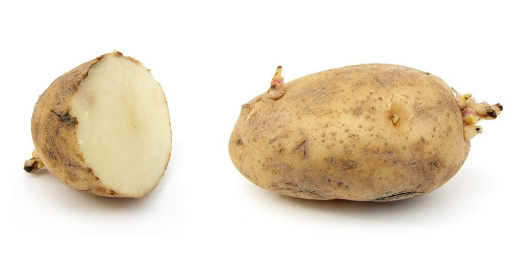 Le patate germogliate si possono mangiare? Ecco la risposta ufficiale