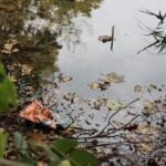 Insalata in busta con avviso sulla sicurezza alimentare.
