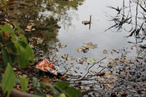Attenzione a mangiare insalata in busta: ecco cosa può accadere